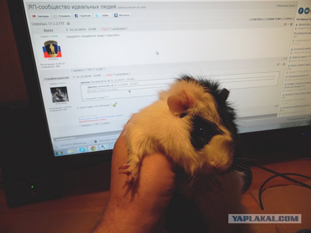 ЯП-сообщество идеальных людей