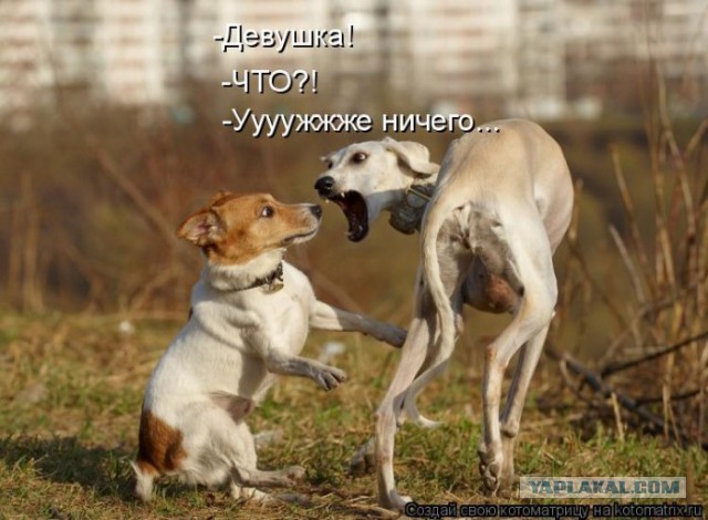Немного братьев наших меньших! ЧЕТВЕРГ