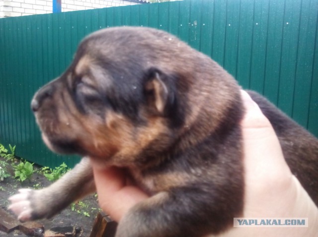 Собакочетверг  25.06.2015