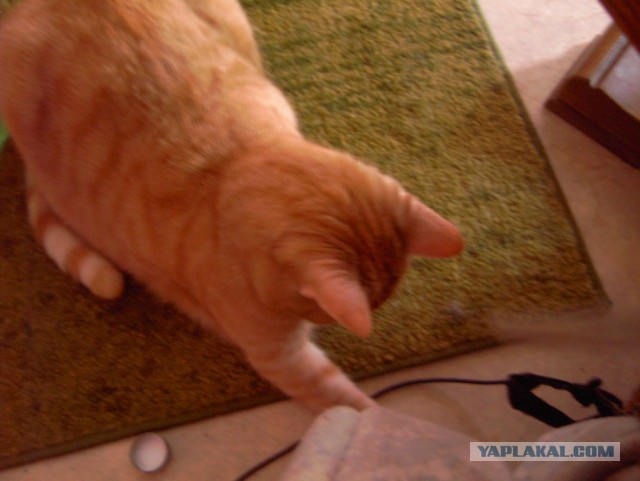 Котовторник 30,06, 2015