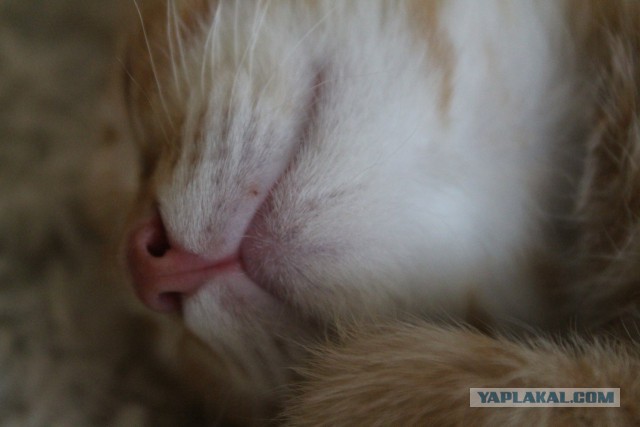Котовторник  21.07.2015