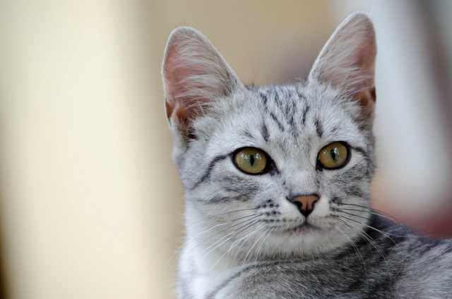 Котовторник 04.08.2015