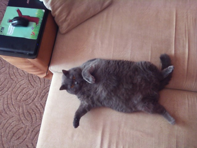 Котовторник 20.10.2015