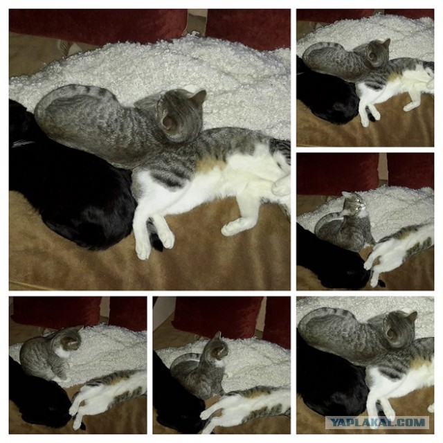 Мой личный котоленд 2