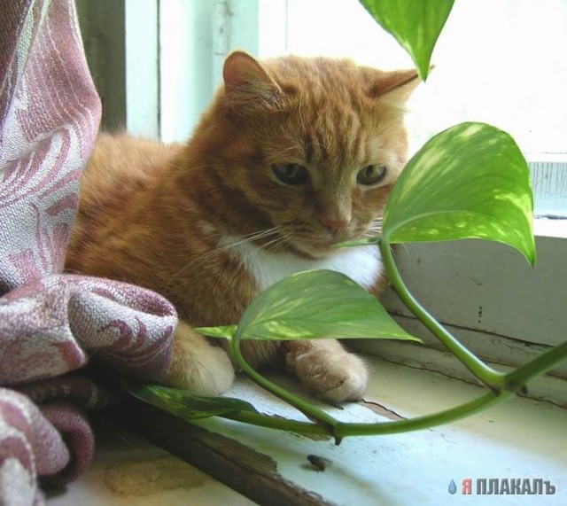 Коты, кошки, котята