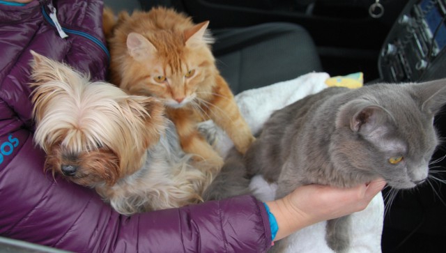 Как нашли собаку