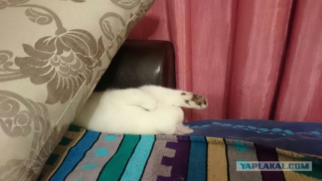 Котовторник 16.02.16