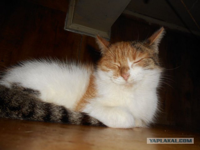 Жизнь домашнего приюта для котеек 101