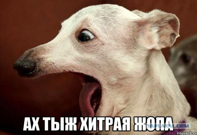 Пернатый воришка