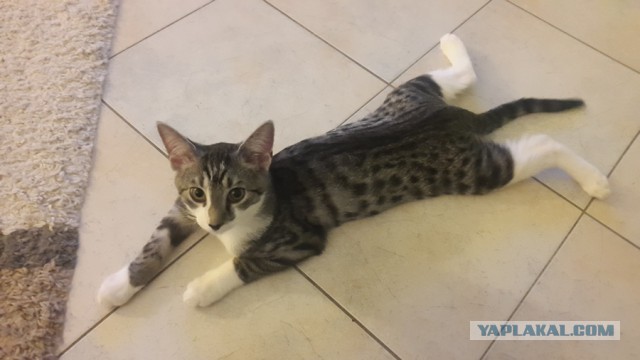 Первый кот в нашей жизни