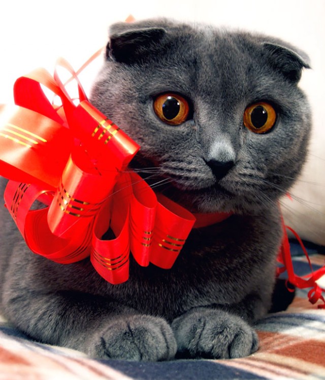 Коты, кошки, котята