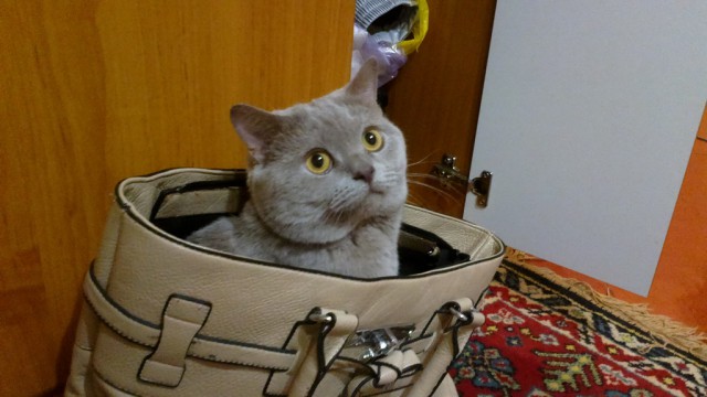 Ваши фотки котов на телефон