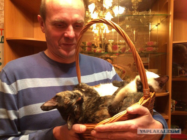 Котовторник 08.11.2016