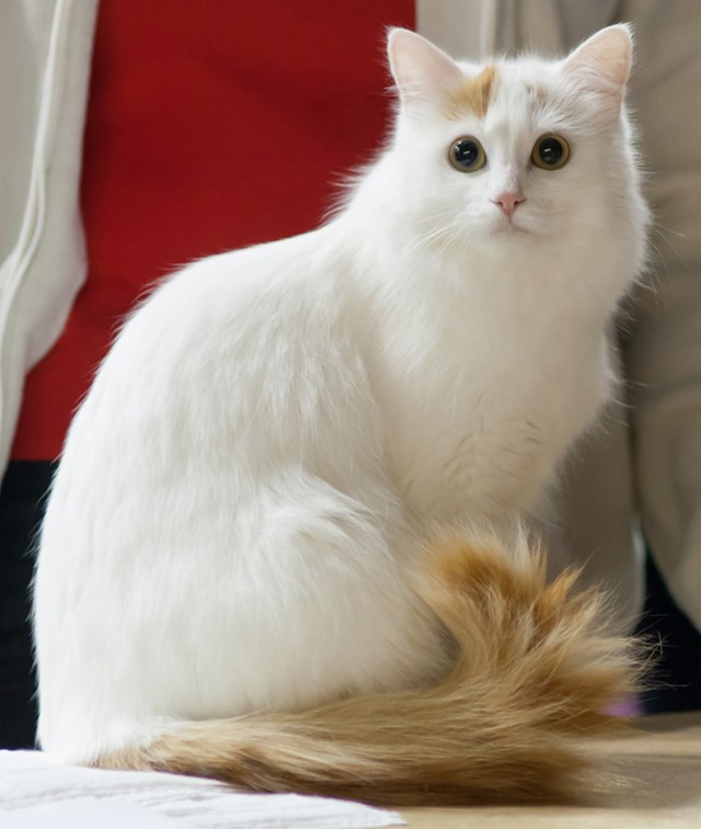 Коты из сети