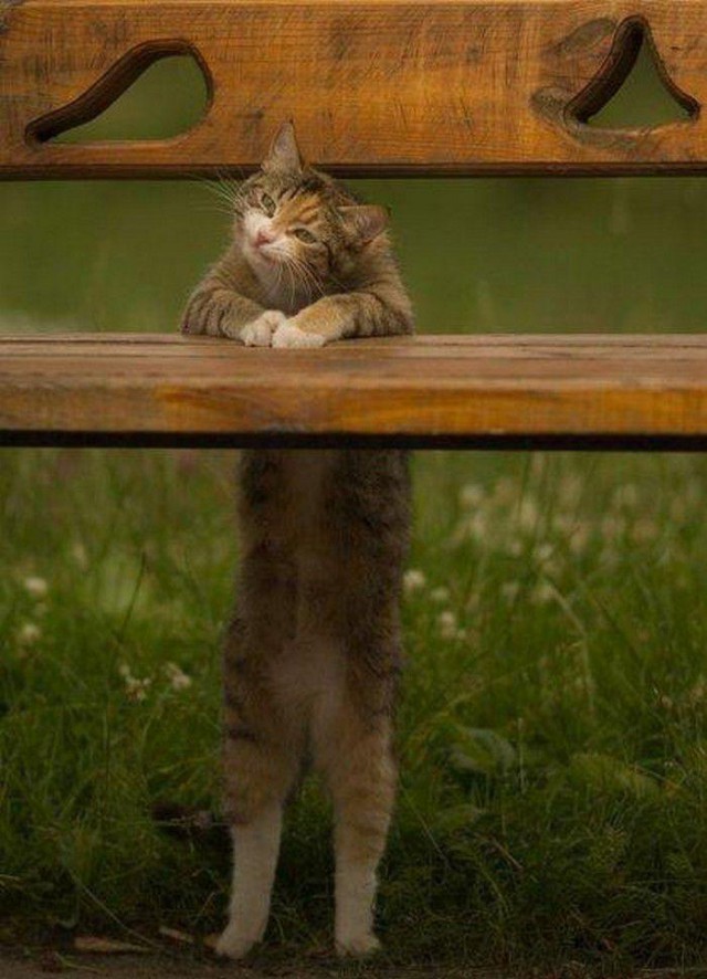 Коты из сети