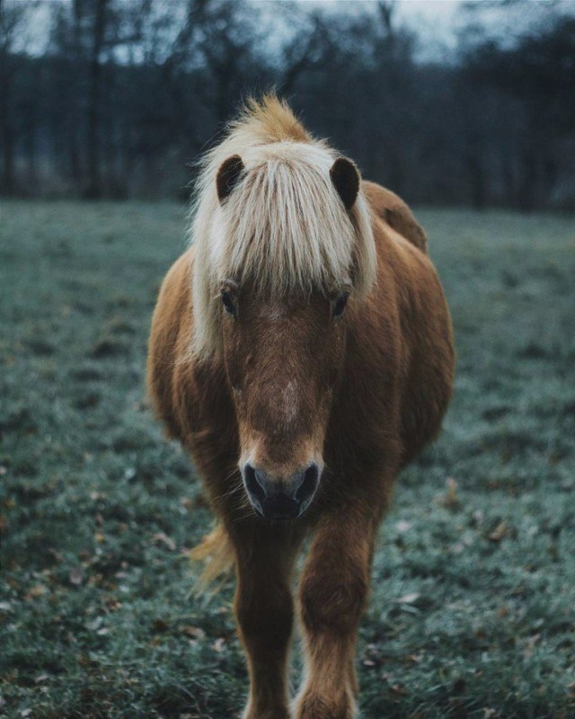 Самые смешные животные