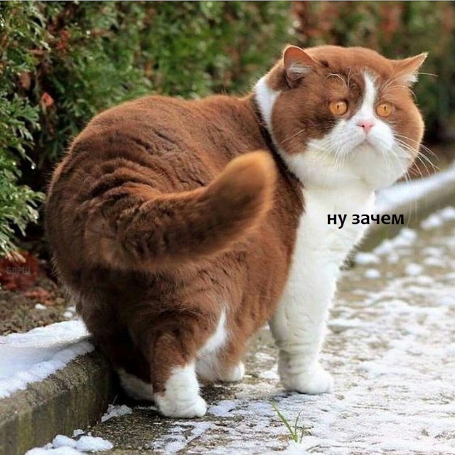 Коты и Кошки
