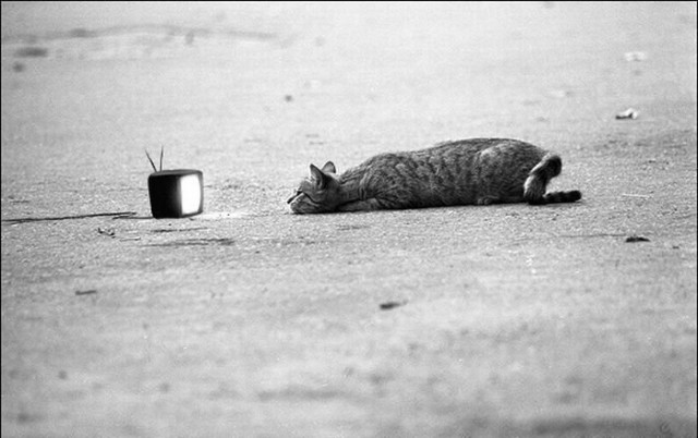 Коты и Кошки