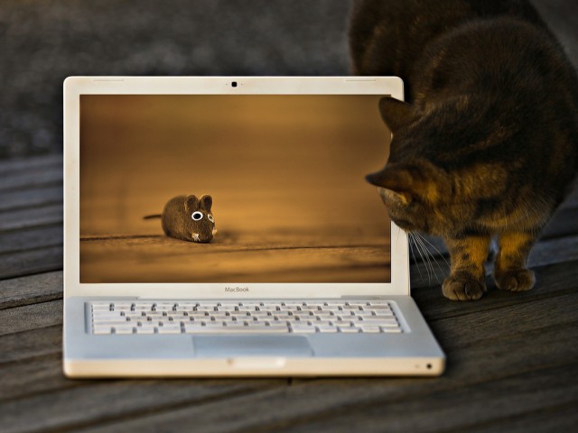 Коты и Кошки