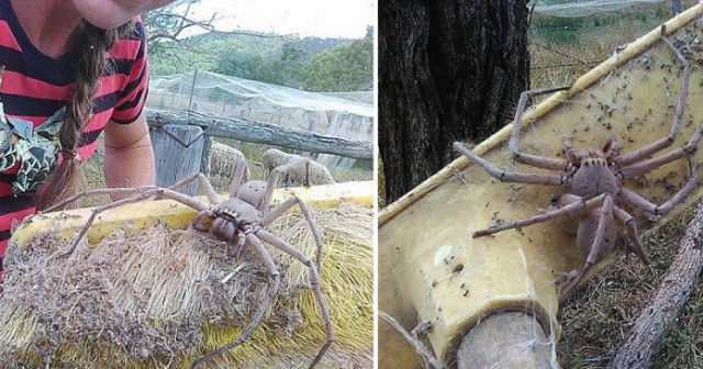 В Австралии сфотографировали, кажется, самого большого паука в мире