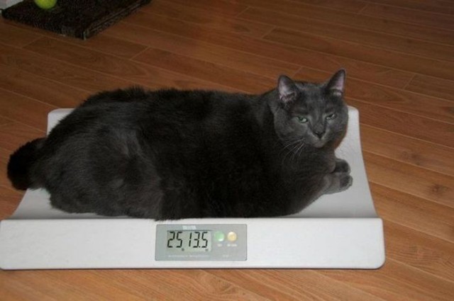 Коты и Кошки