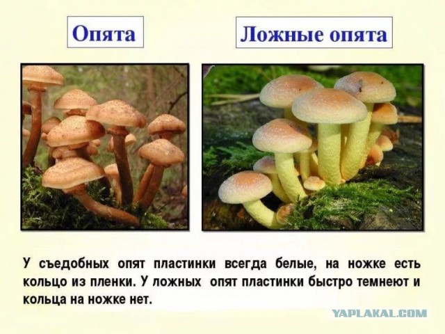 Небольшая грибная подборка