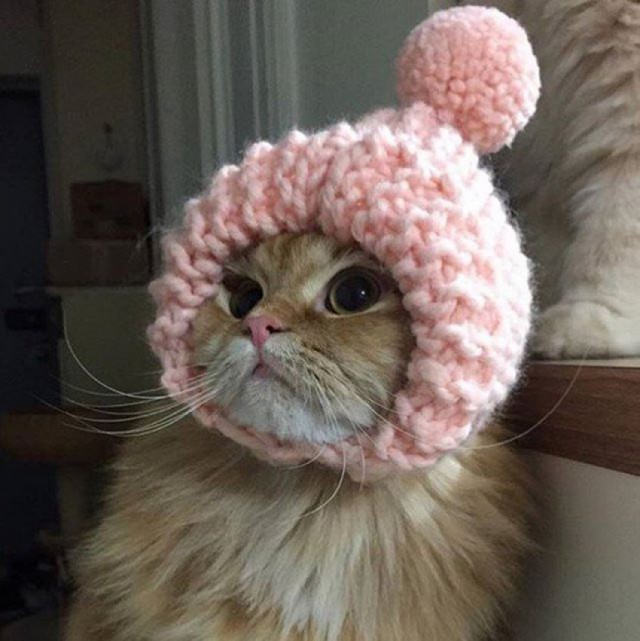Коты и Кошки