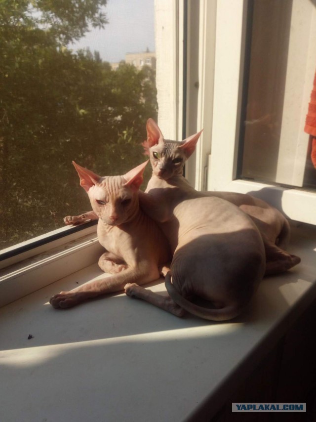 Котята моей кошки (коротенькое видео).