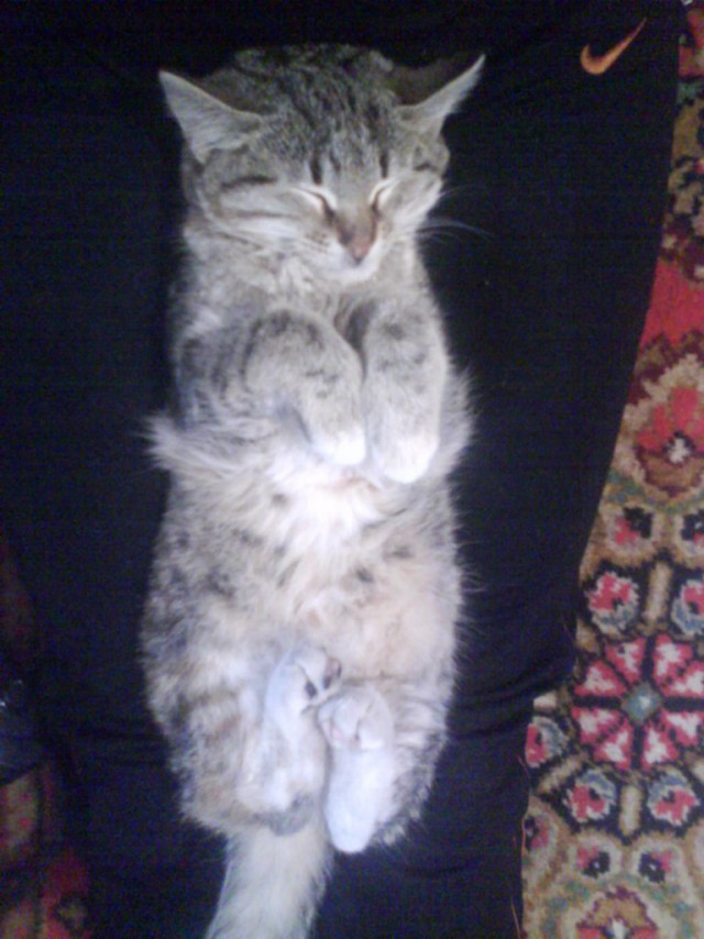 Коты и Кошки