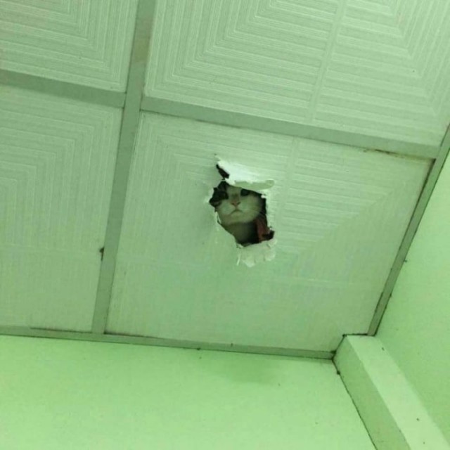 Прикольных котов пост
