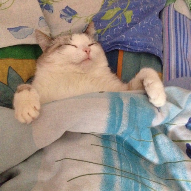 Прикольных котов пост