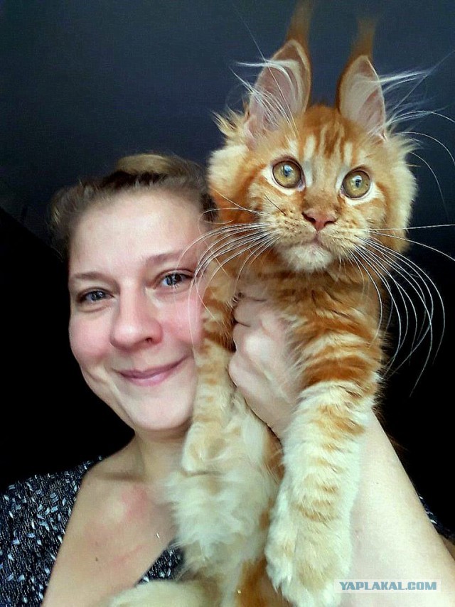 Джокер и его семья
