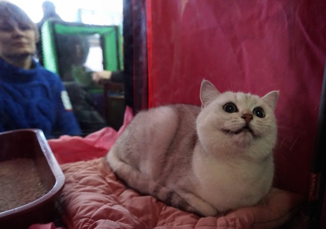 Котовторник  06.03.2018