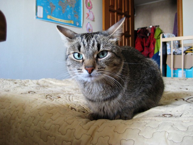 Котовторник 24.04.2018