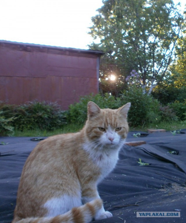 Котовторник 29.5.18