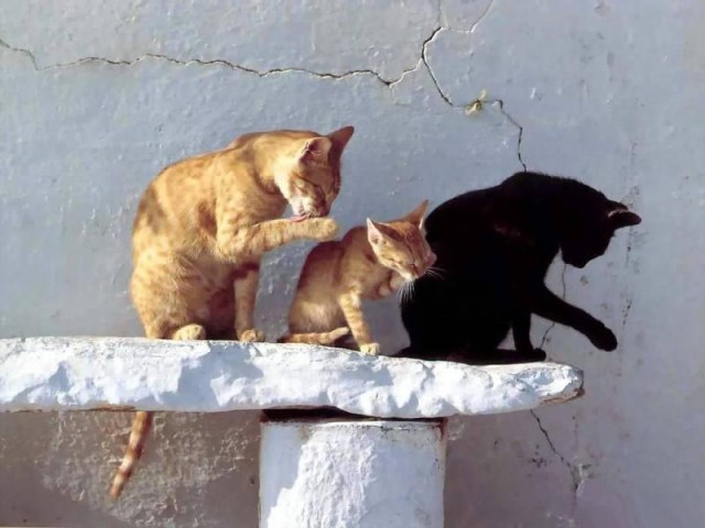 Котовторник уже сегодня!