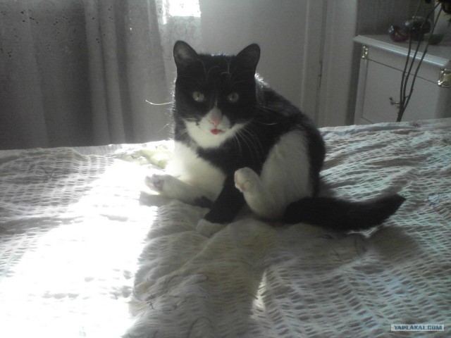Котовторник! 11.10.11