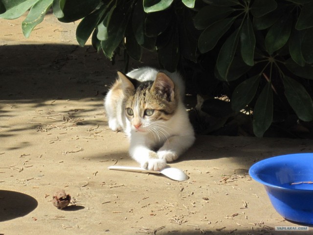 Котовторник! 08.11.11