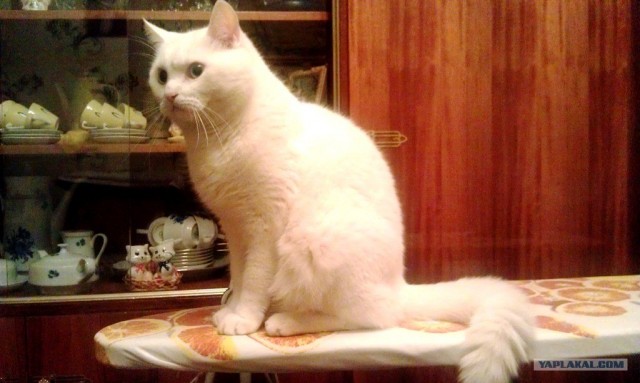 Ну и где ваш котовторник?