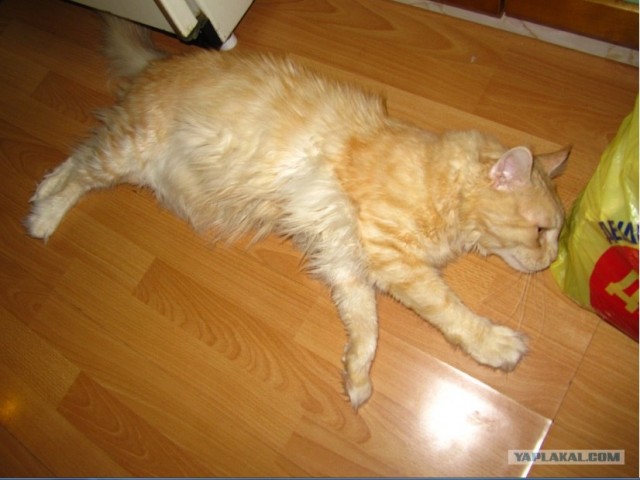 Котовторник 13.12.11 - магическе числа