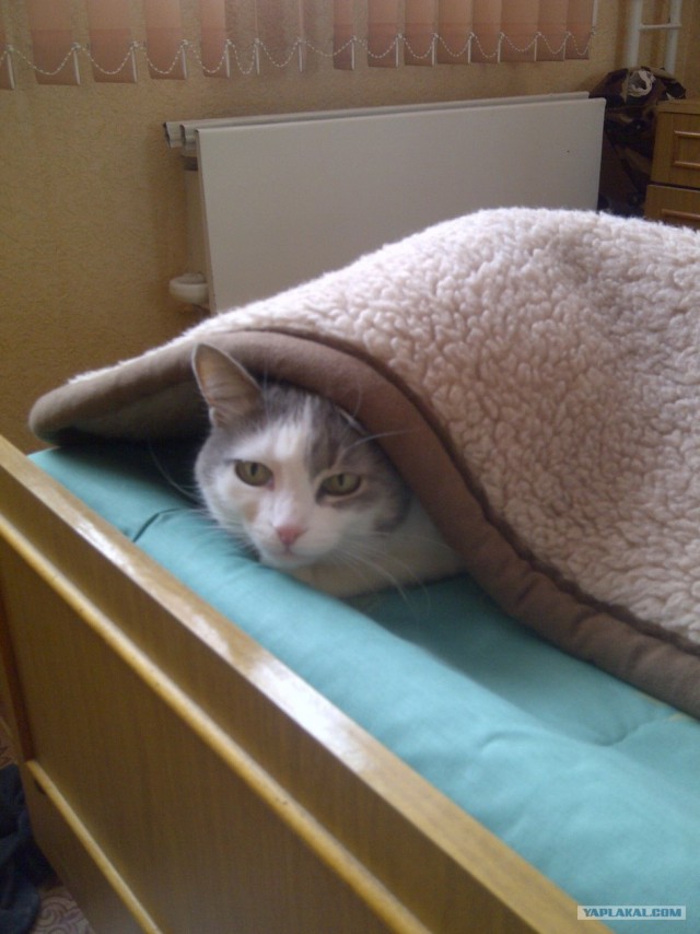 Котовторник 20.03.2012