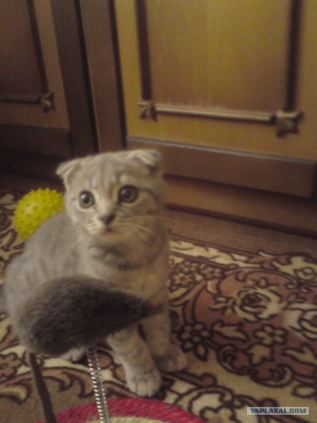 Котовторник 11.09.2012