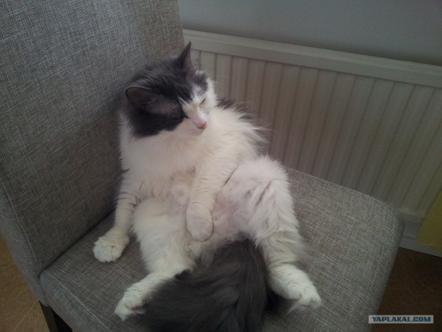 Котовторник 30.10.2012