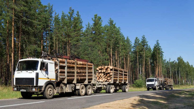 Матвиенко предложила приостановить вывоз леса за границу