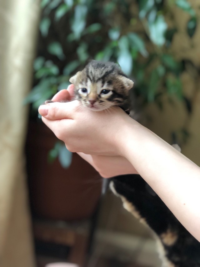 Забавные фото котеек