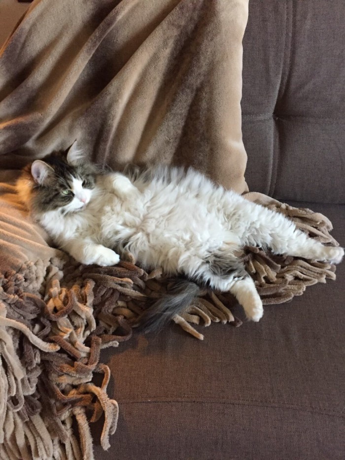 Вот так котовторник