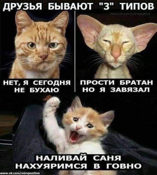 Прикольные картинки