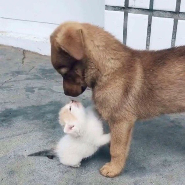Уже не котовторник, но еще и не собакочетверг