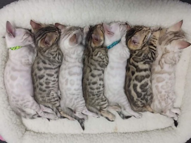 Забавные фото котеек