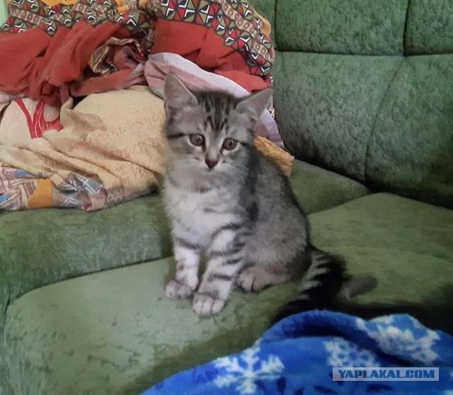 Котики-шпротики!)))